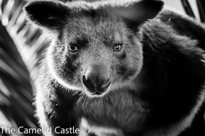 tree kangaroo - main-8199